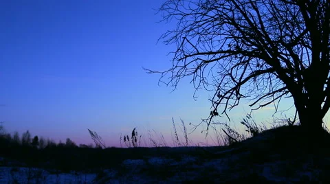 Grass sways in the wind under a tree in the winter Video stock 60252184