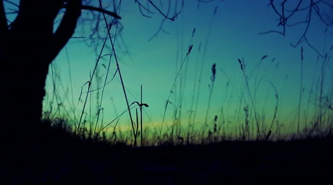 Grass sways in the wind under a tree. Stock Footage 60252877