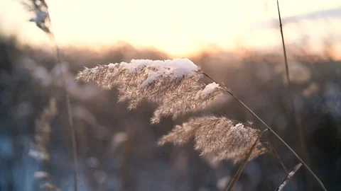 Grass Sways In The Wind At Winter Day. Video stock 120520405