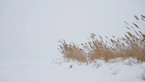 Grass sways in the winter wind. Stock Footage 121054008
