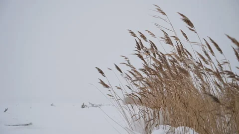 Grass sways in the winter wind. Stock Footage 121054045