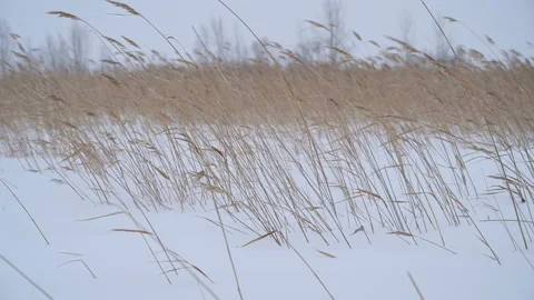 Grass sways in the winter wind. Stock Footage 121054589