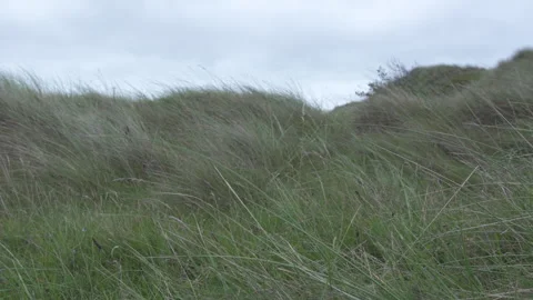 Grass Swept in the Wind along a Beach in South West Wales Stock Footage 293085578