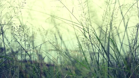 Grass swing through wind Stock-Footage 94658411