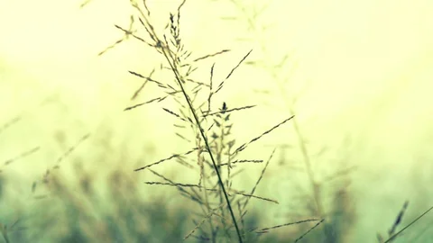 Grass swing through wind Stock-Footage 94660268