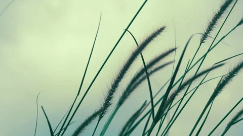 Grass swing through wind Stock-Footage 94668957