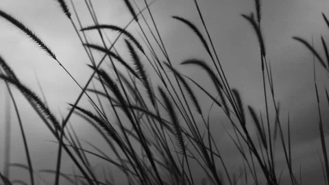 Grass swing through wind Stock Footage 94677517