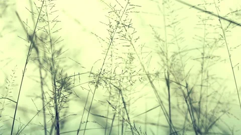 Grass swing through wind Stock-Footage 94687620