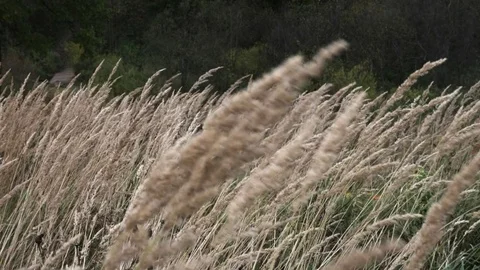 Grass swinging in the wind in the field during the day 動画素材 81255692