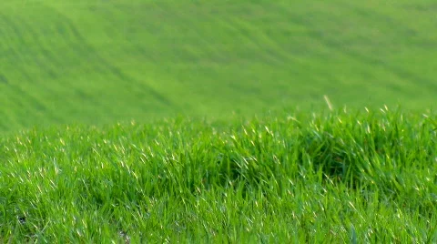 Grass swinging on the wind Stock-Footage 363017