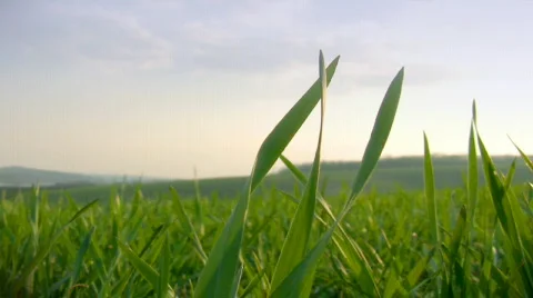 Grass swinging on the wind Video stock 363700