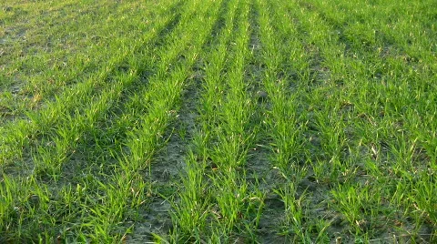 Grass swinging on the wind Video stock 363769