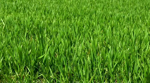 Grass swinging in the wind Stock-Footage 368933