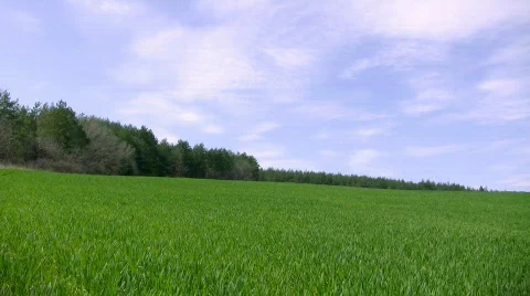 Grass swinging on the wind Stock-Footage 370683