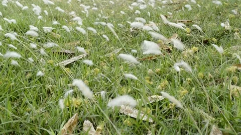 Grass swinging in the wind Stock Footage 58760477