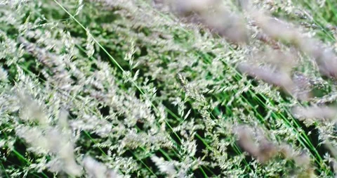 Grass swinging in the wind Stock Footage 134178416