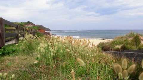 A grass swings in the wind with a sandy ocean beach in the background. Stock Footage 143685696