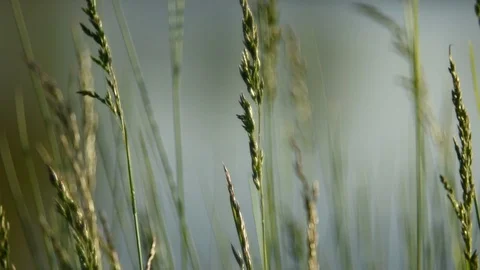 Grass swirling in the wind 動画素材 90222997