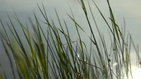 Grass swirling in the wind 動画素材 90223032
