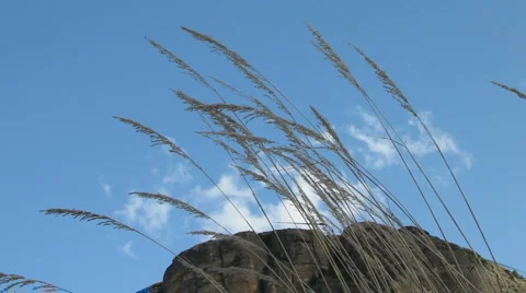 Grass with Table Mountain Stock-Footage 1087209