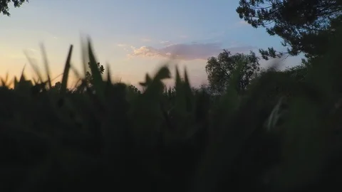 Grass Take-Off 動画素材 80474909