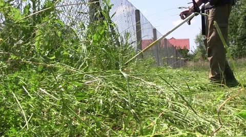 Grass is tall and more, the beginning of spring in the garden Video stock 59757268