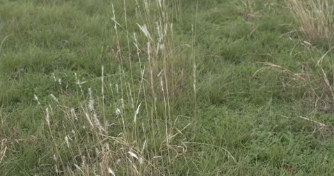 Grass in a Texas Field, Slow Motion in the wind Video stock 255732300