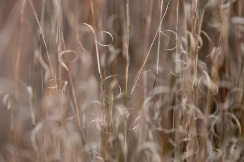 Grass texture abstract patterns, Exploring the Essence of Abstracted Grasslan 스톡 사진