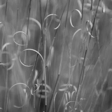Grass texture abstract patterns, Exploring the Essence of Abstracted Grasslan 写真素材