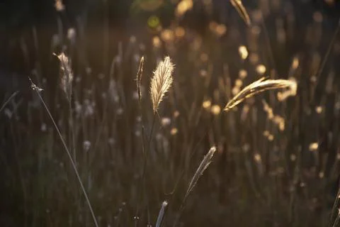 Grass texture abstract patterns, Exploring the Essence of Abstracted Grasslan 스톡 사진