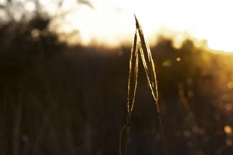 Grass texture abstract patterns, Exploring the Essence of Abstracted Grasslan Stock Photos