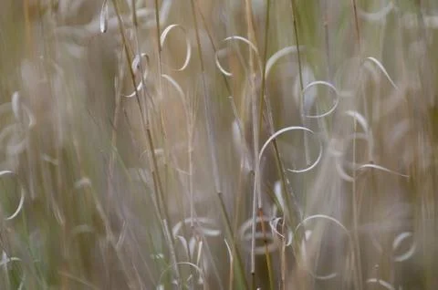 Grass texture abstract patterns, Exploring the Essence of Abstracted Grasslan Stockfoto's