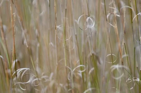 Grass texture abstract patterns, Exploring the Essence of Abstracted Grasslan 写真素材