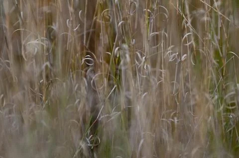 Grass texture abstract patterns, Exploring the Essence of Abstracted Grasslan 스톡 사진