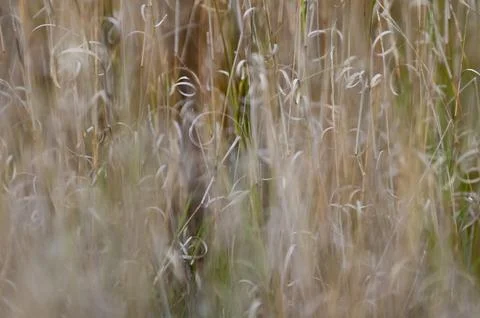 Grass texture abstract patterns, Exploring the Essence of Abstracted Grasslan 写真素材