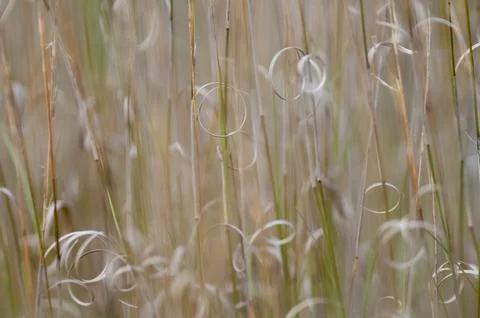 Grass texture abstract patterns, Exploring the Essence of Abstracted Grasslan 스톡 사진