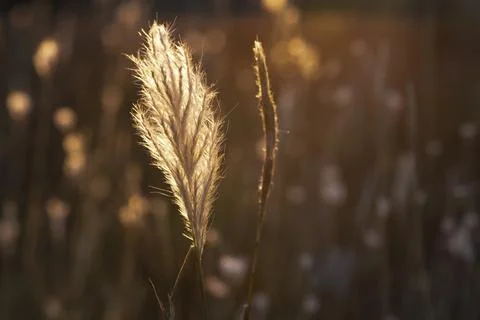 Grass texture abstract patterns, Exploring the Essence of Abstracted Grasslan 스톡 사진