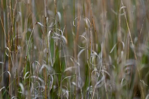 Grass texture abstract patterns, Exploring the Essence of Abstracted Grasslan Stockfoto's