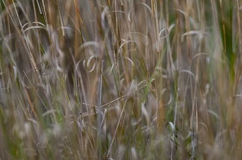 Grass texture abstract patterns, Exploring the Essence of Abstracted Grasslan 스톡 사진
