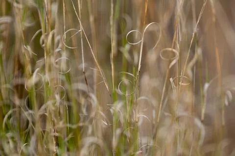 Grass texture abstract patterns, Exploring the Essence of Abstracted Grasslan 写真素材