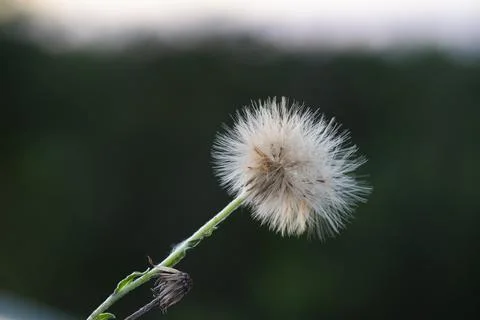 Grass texture abstract patterns, Exploring the Essence of Abstracted Grasslan Stock Photos