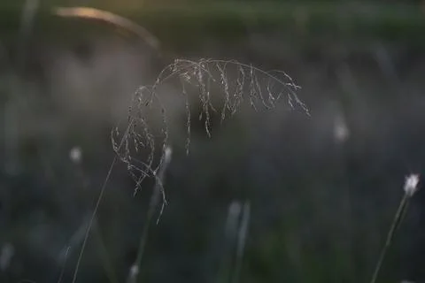 Grass texture abstract patterns, Exploring the Essence of Abstracted Grasslan Stock Photos