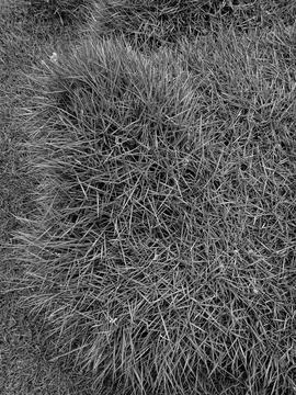 Grass texture background in black and white Stockfoto's