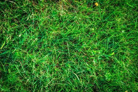 Grass texture background. Green field, greenery lawn - nature spring pattern. Foto stock