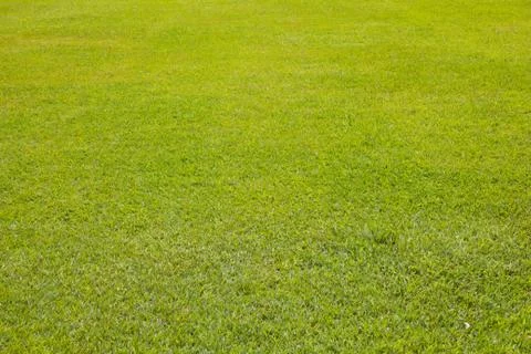 Grass as texture for background Stock Photos