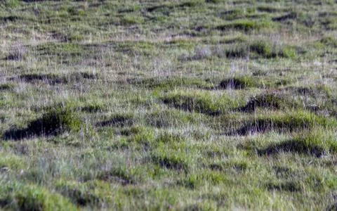 Grass texture background - Stock Photos