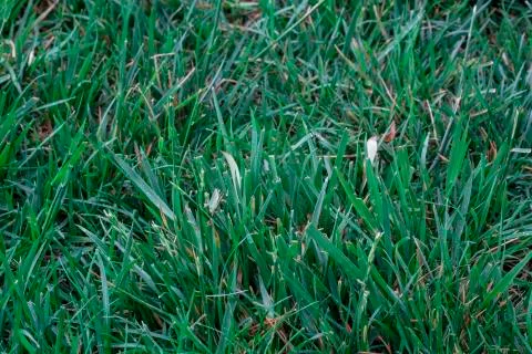 Grass texture background Stock Photos
