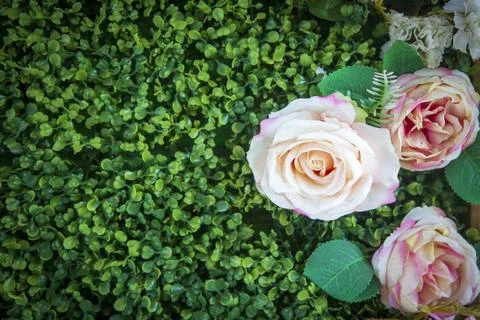 Grass texture background with rose figures on the edge Stock Photos