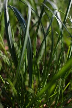 Grass texture. Fresh spring grass 库存照片