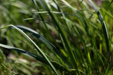 Grass texture. Fresh spring grass Stock Photos